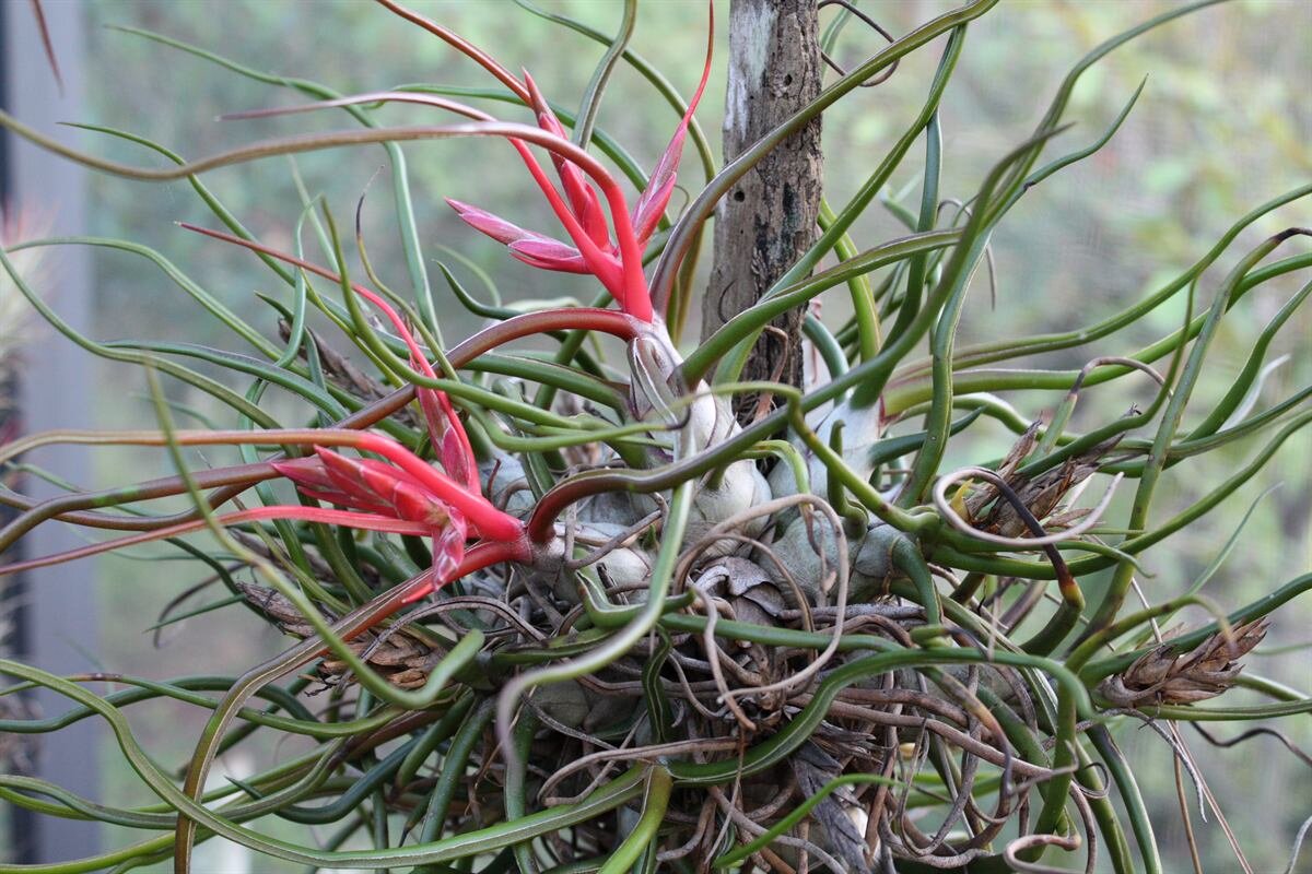 Cúmulo de Tillandsia bulbosa en flor