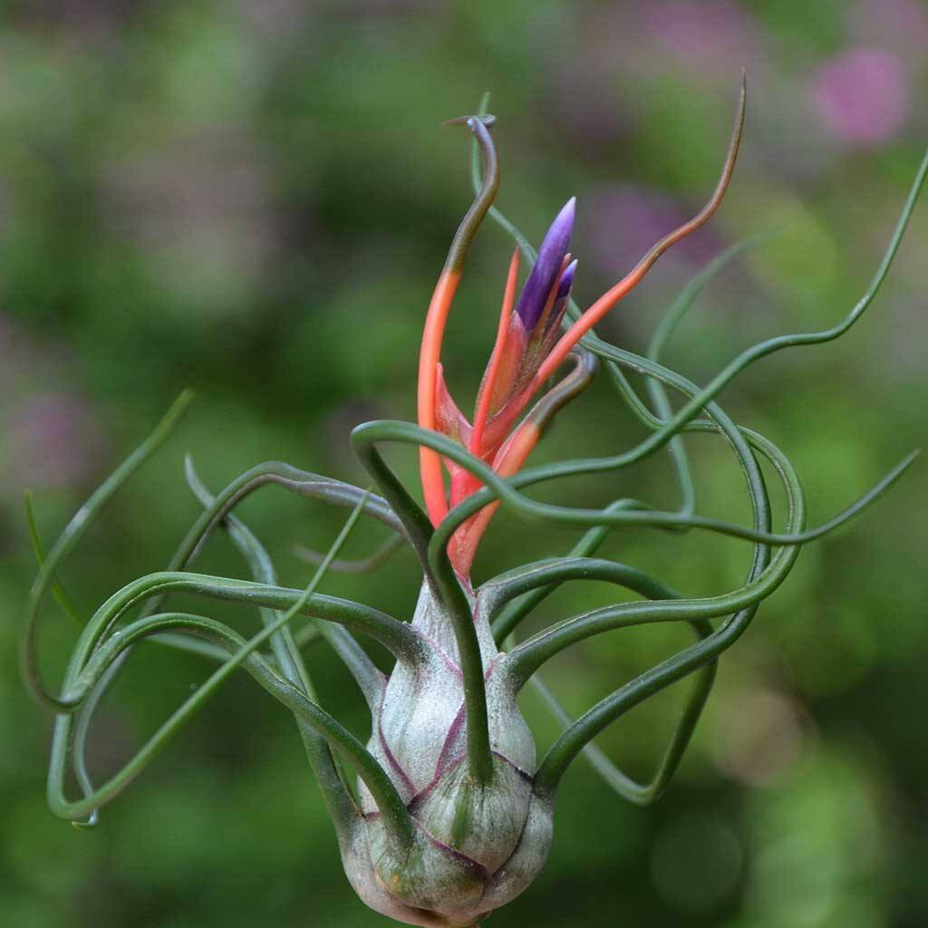 Tillandsia bulbosa en flor, con brácteas rojas y flores moradas