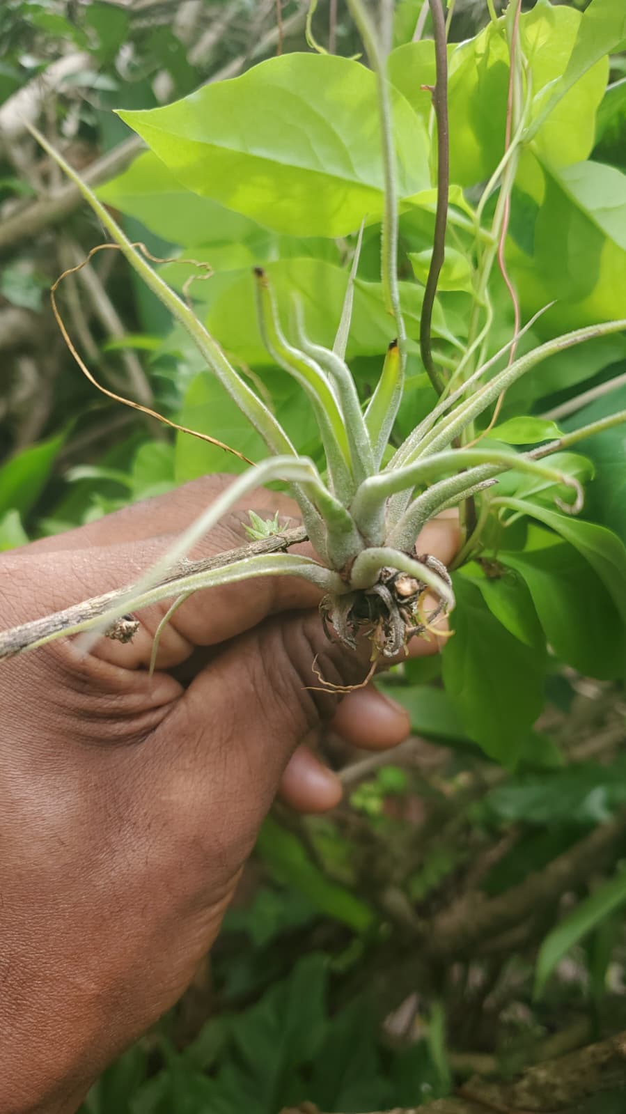 Foto de cultivo 4